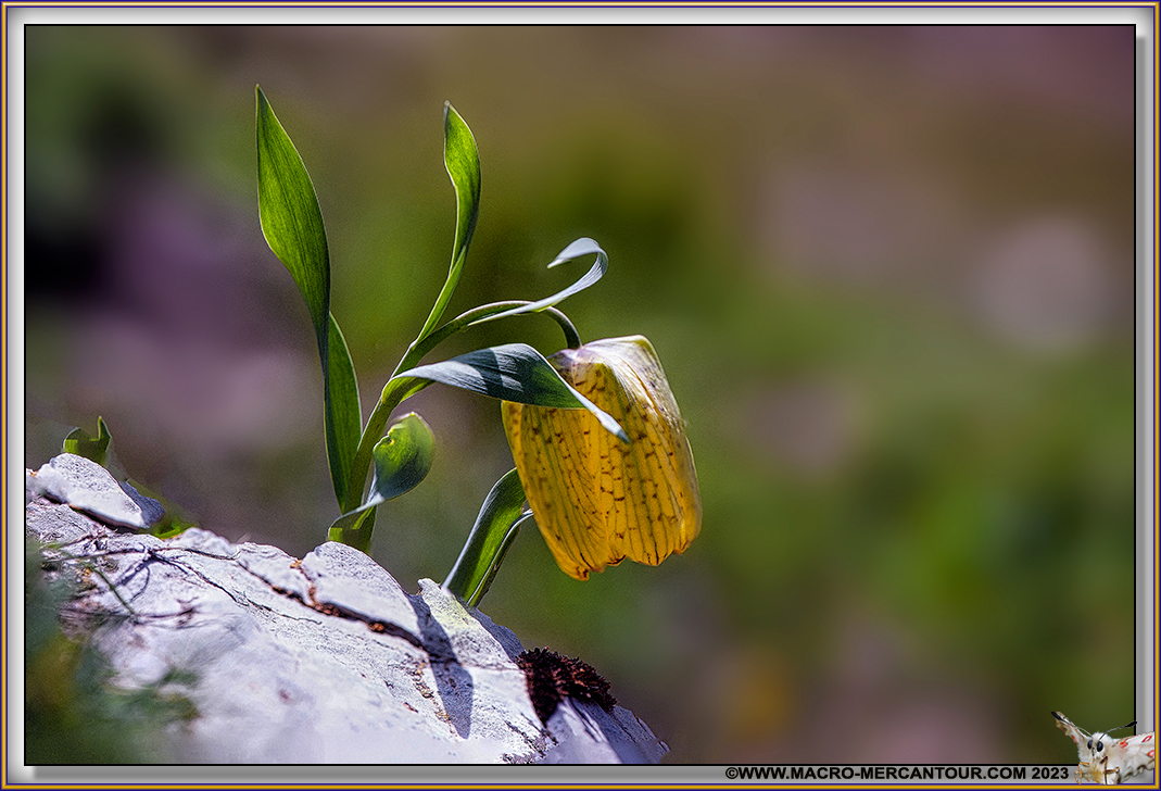 Fritillaire de Moggridge